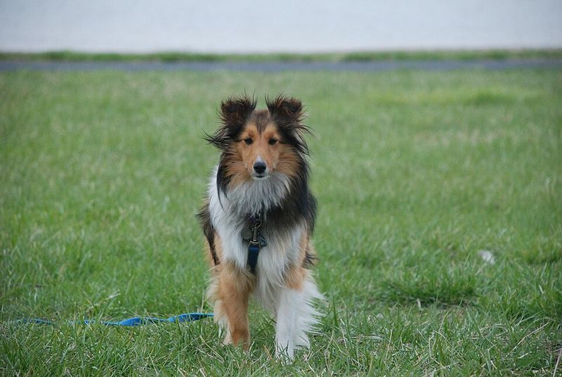 Owners don't need to question where they stand with these remarkably devoted companions 11 Shetland Sheepdog