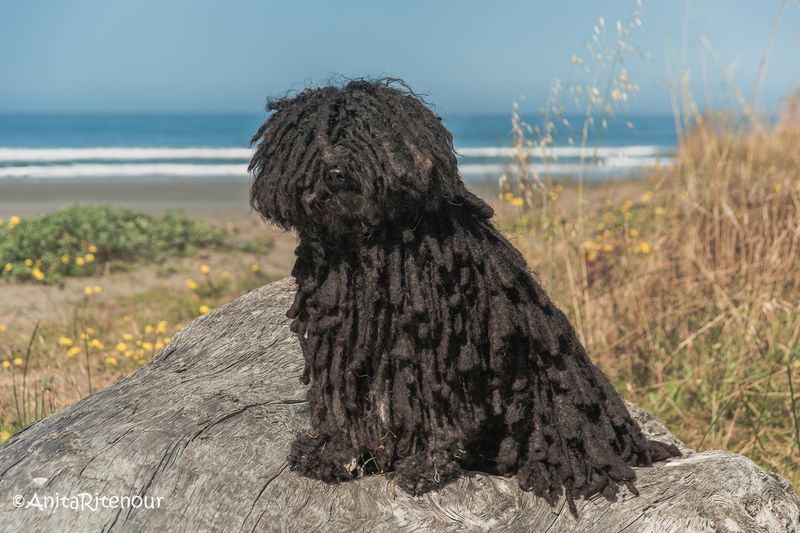 Poodles Aren’t the Only Hypoallergenic Dogs — Meet 24 More Allergy-Friendly Breeds 25 Puli