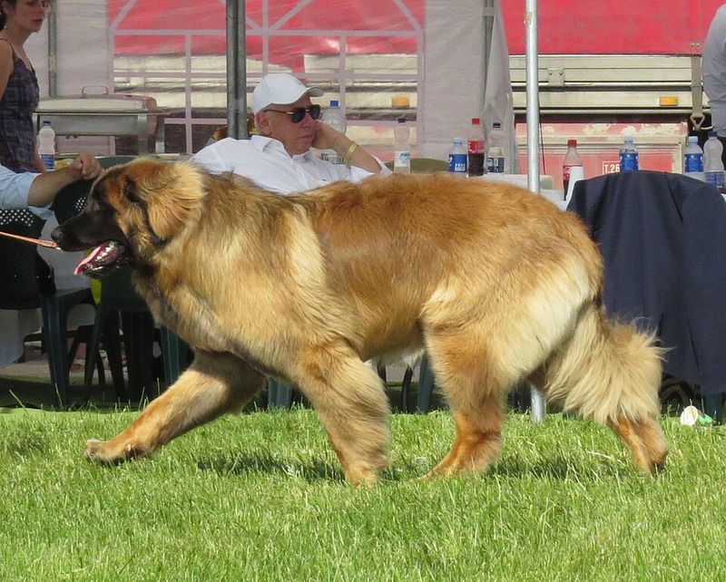 Leonberger