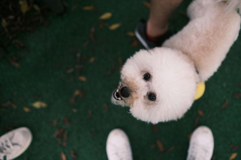 These 14 dogs offer the kind of comfort people never forget 8 Bichon Frise