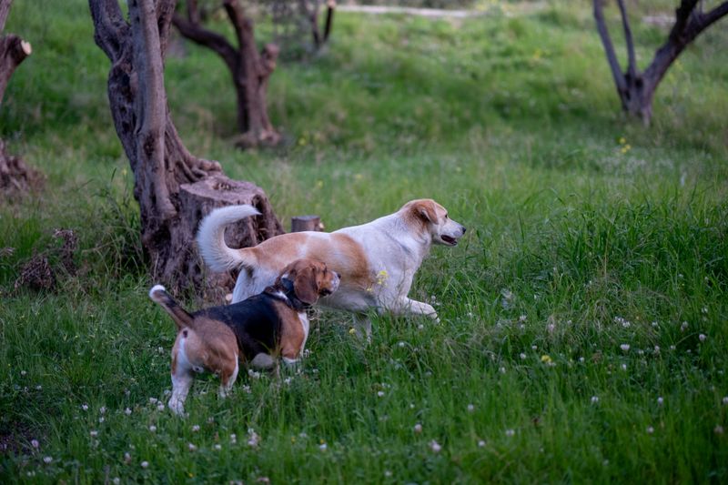 Beagle
