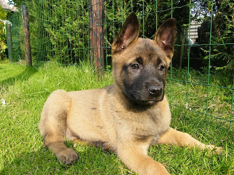 Belgian Malinois