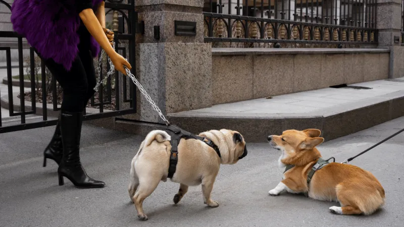 Dragging Them Away From Interesting Scents