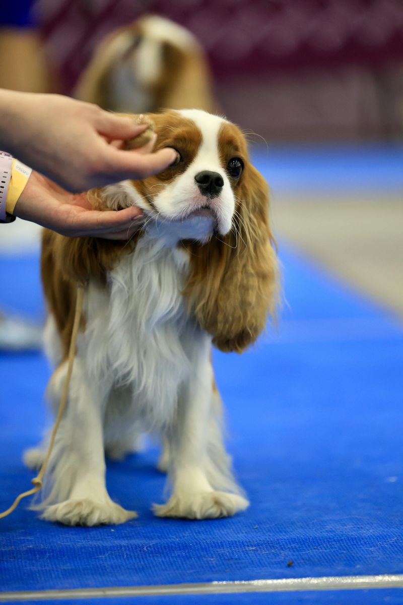 Cavalier King Charles Spaniel