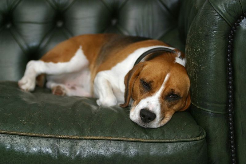 13 Dog Types That Turn Your Sofa Into Their Personal Throne 3 Basset Hound