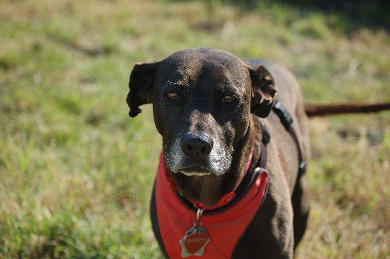 Labrabull