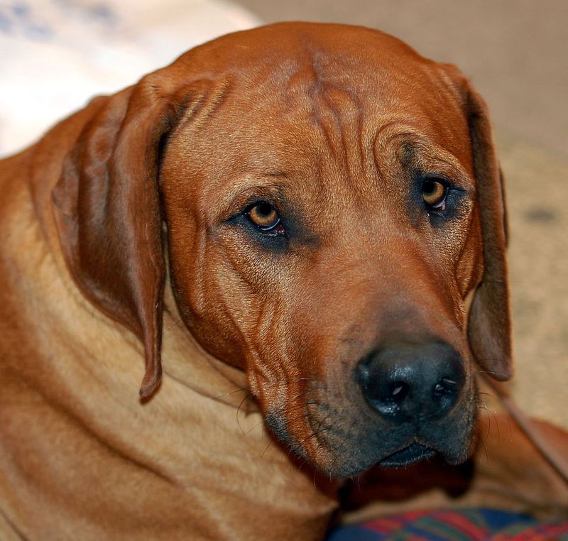 19 Dog Breeds Restricted or Banned Around the World 10 Japanese Tosa