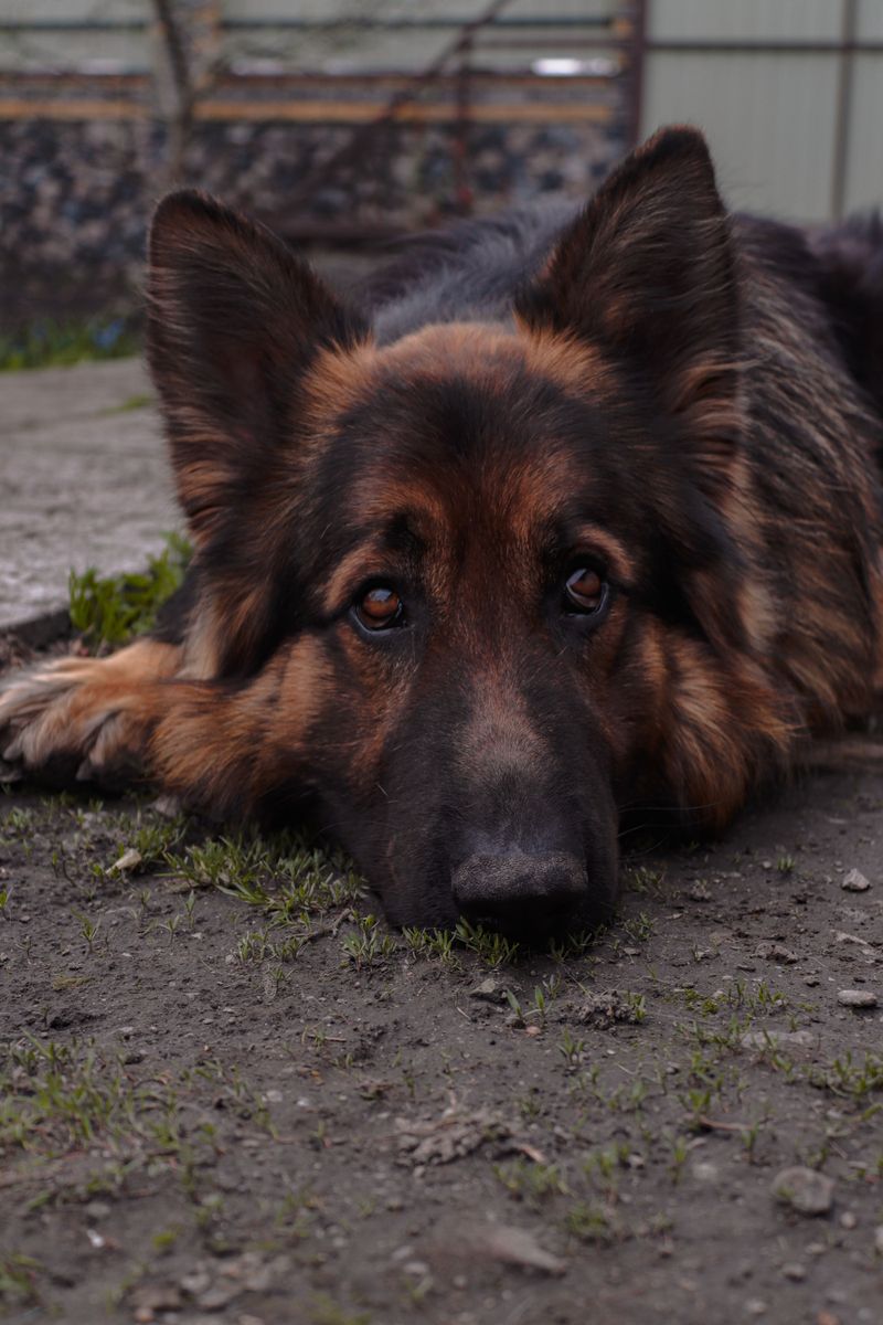 German Shepherd