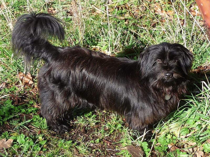 Skye Terrier