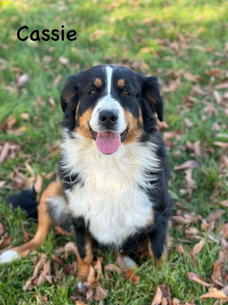 Mixed-breed dogs