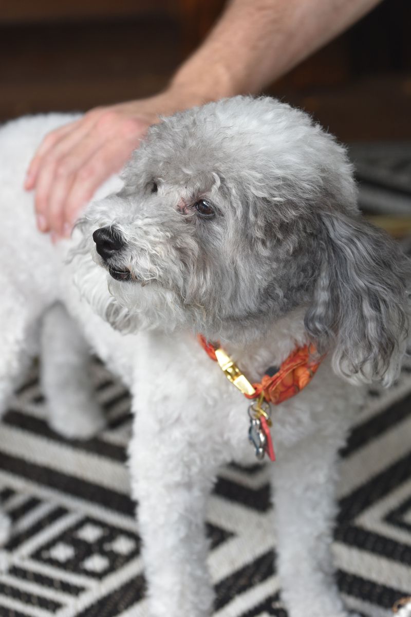 Poodle