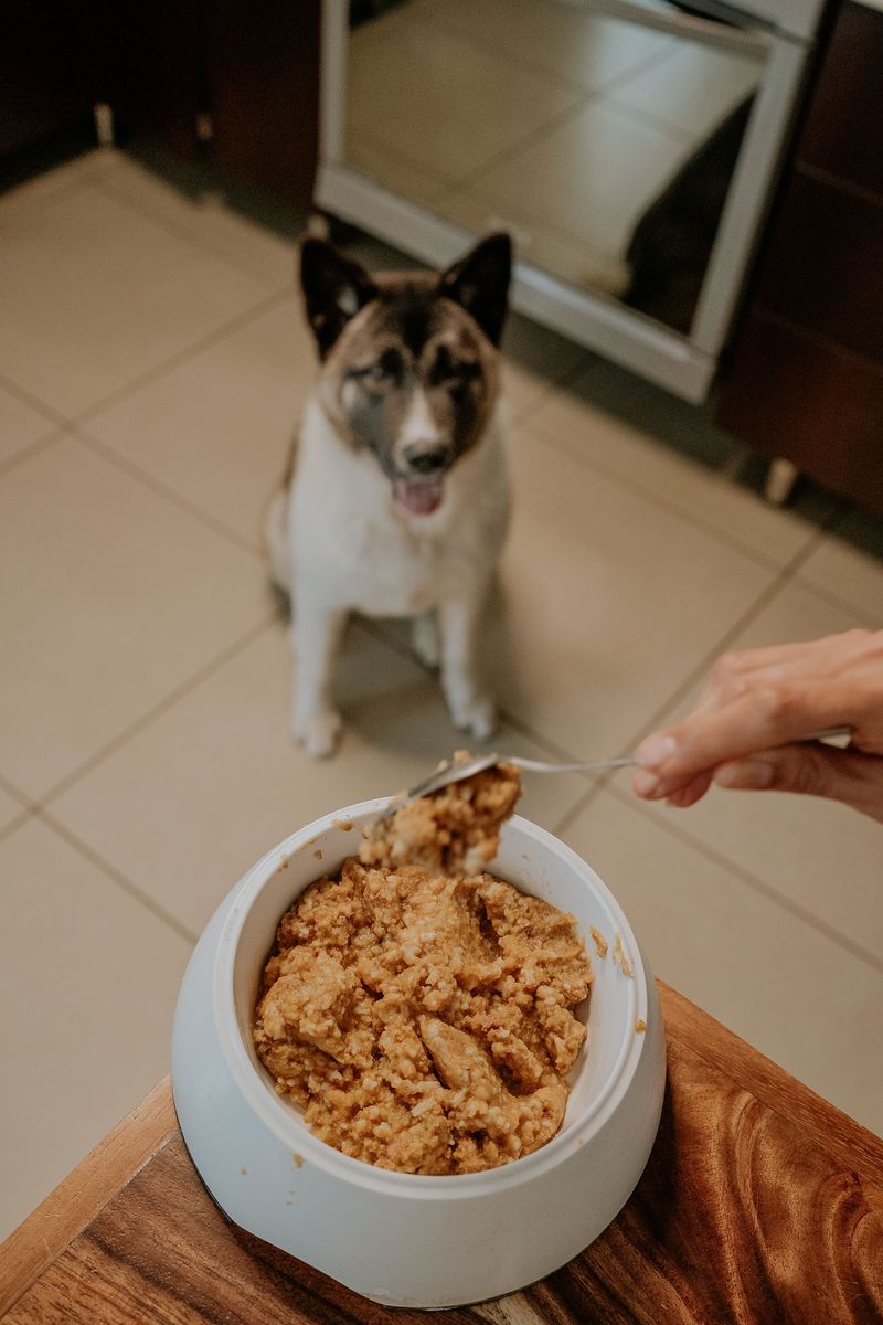 Before buying another toy your dog ignores, try giving its brain something harder to chew on 3 Puzzle meals with strategy