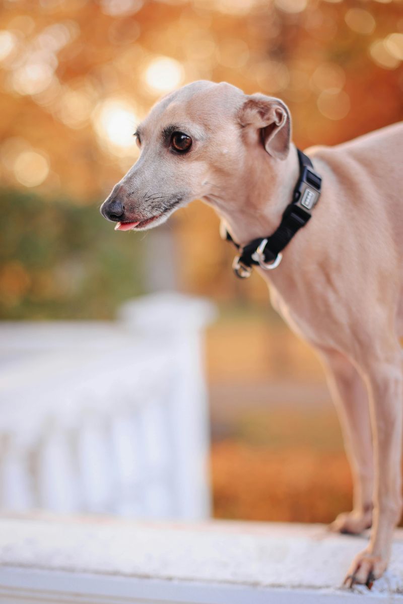 Italian Greyhound