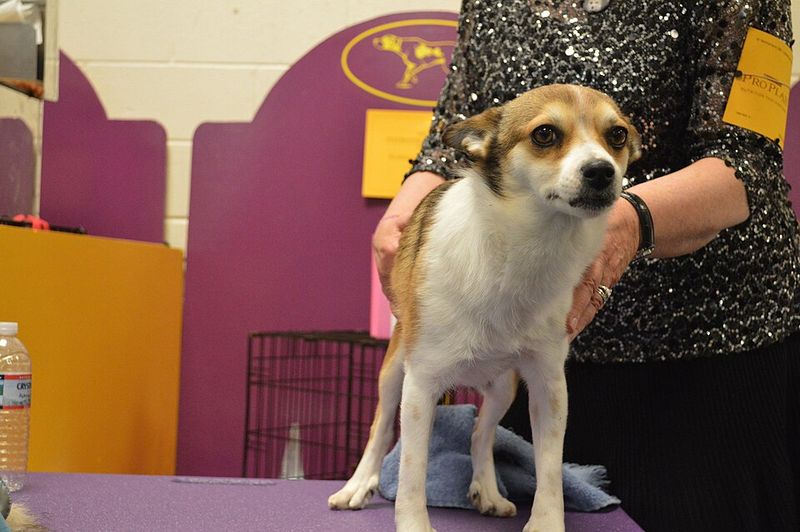 25 Unusual Dog Breeds That Stand Out for Their One-of-a-Kind Features 20 Norwegian Lundehund