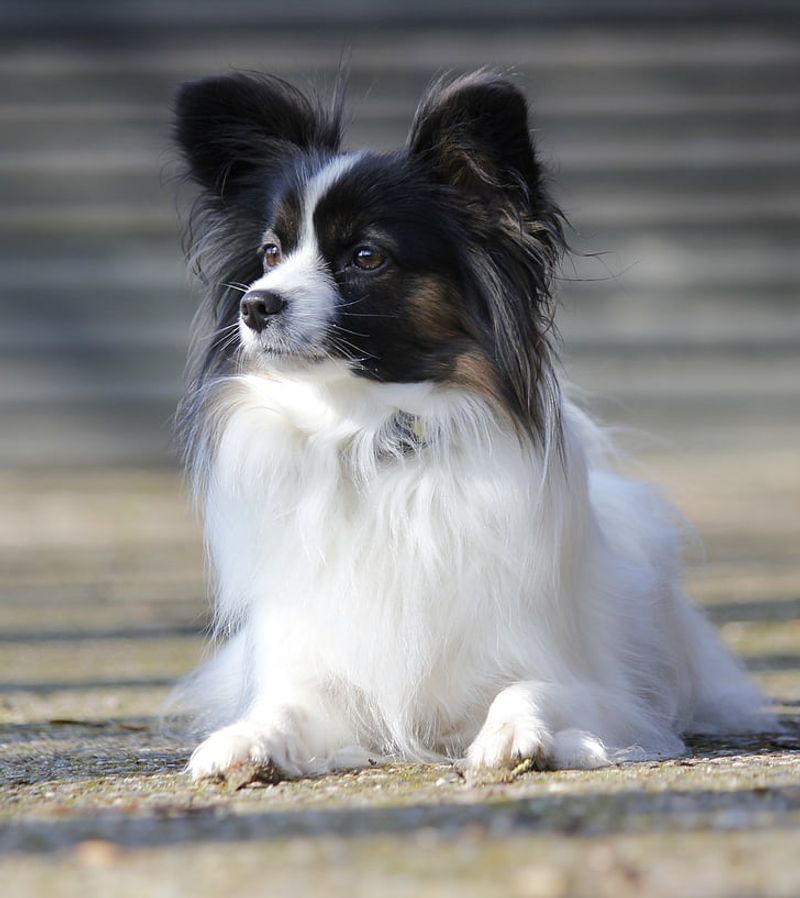 25 Dog Breeds That Need Extra Care in Cold Weather 21 Papillon