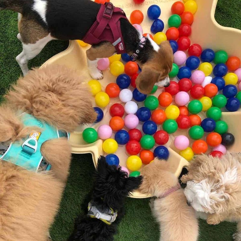 18 Everyday Habits That Lead to a Happier, Healthier Dog 5 Mental Stimulation