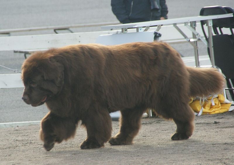 One experience with these 12 dog breeds is often enough to create a lifelong favorite - plus 2 that inspire remarkable loyalty 6 Newfoundland