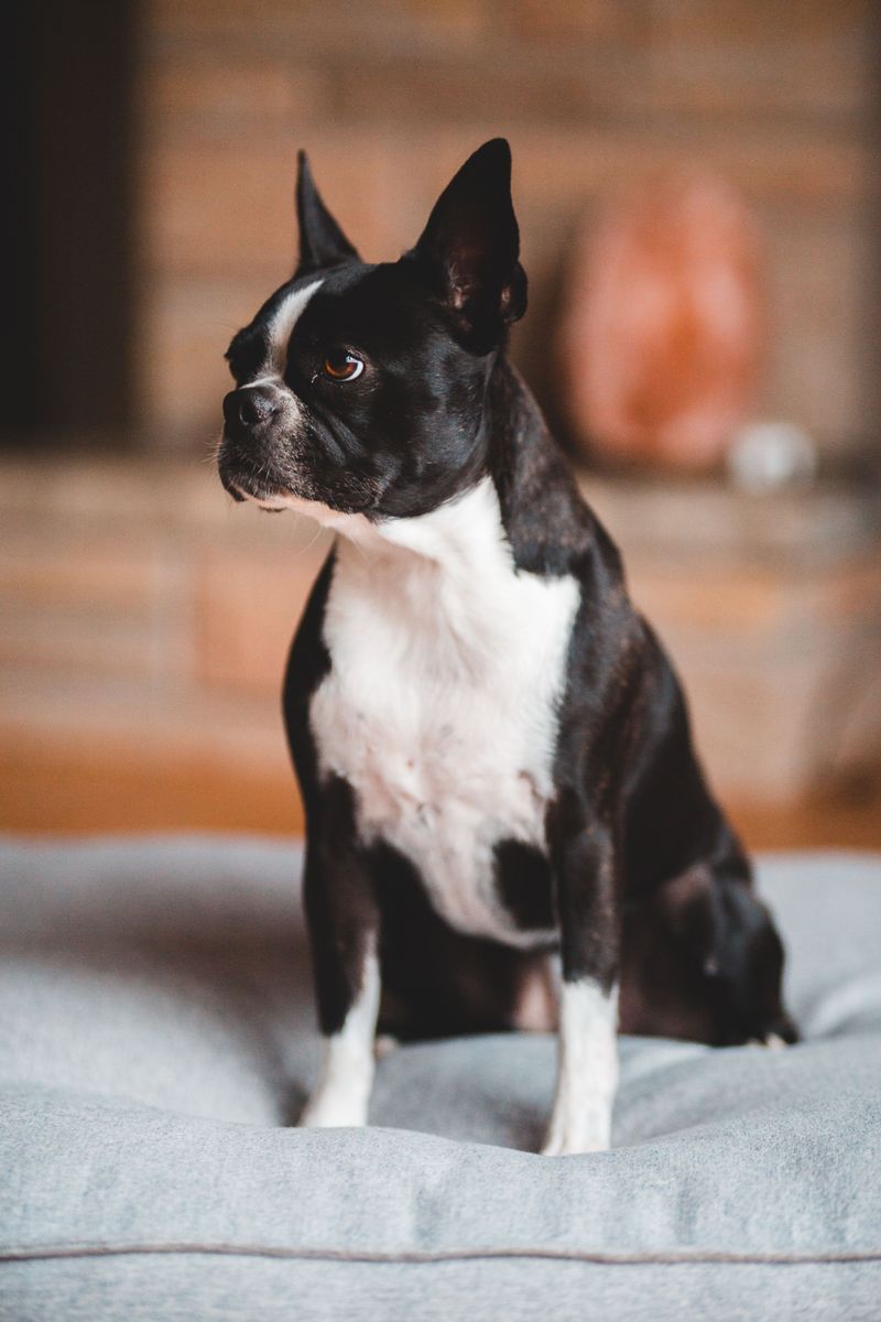 The dog snoring beside you may be smarter than the one showing off tricks - These 10 breeds prove why 6 Boston Terrier