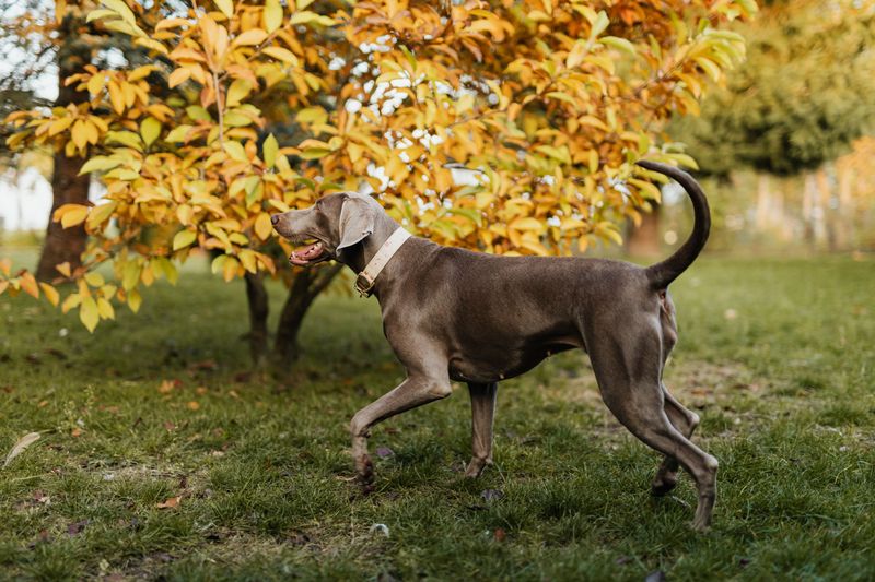10 non-hound dog breeds with impressive noses - plus 2 you probably wouldn't expect 10 Weimaraner