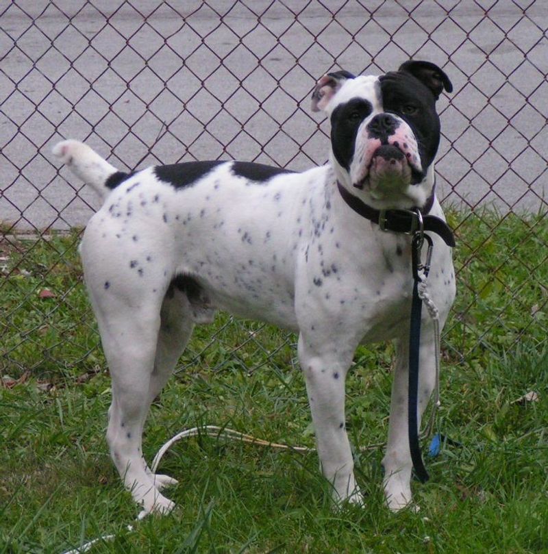 Olde English Bulldogge