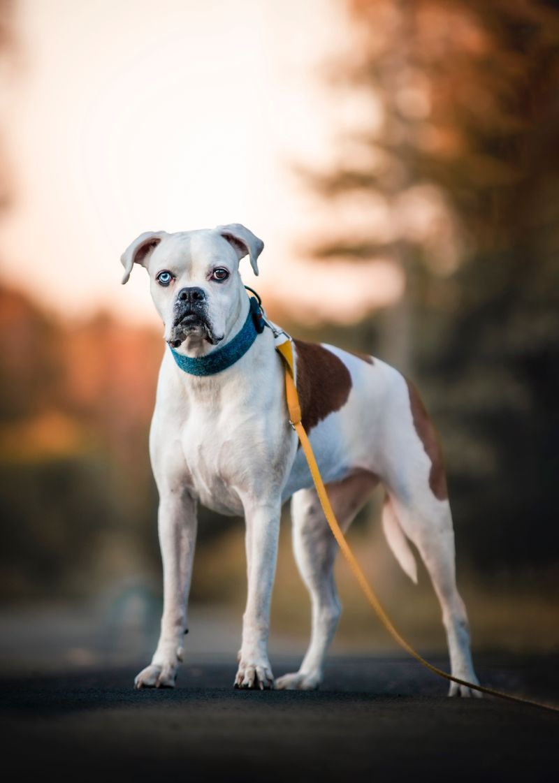 Your child's most memorable teacher may have four paws - and the lessons go far beyond responsibility 6 Boxer