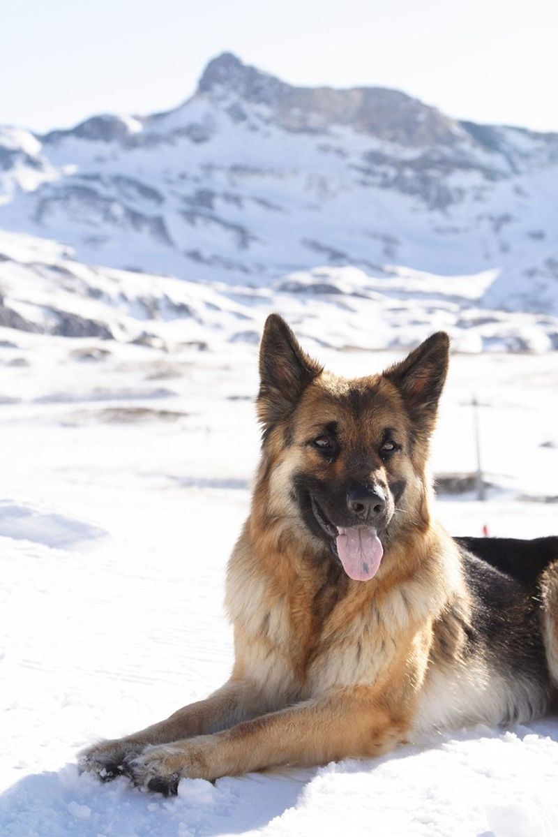 19 Dog Breeds Known for Their Endurance and Survival Instincts 3 German Shepherd