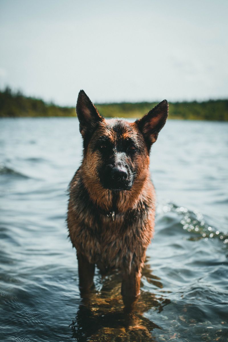 10 dog breeds where one strange smell can be easy to dismiss - until you realize why it changed 11 German Shepherd