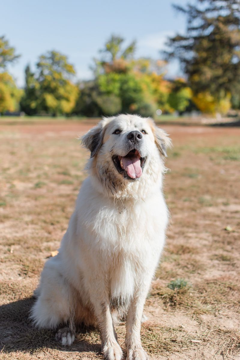 The way these 12 dog breeds handle strangers may completely change the breed you choose 9 Great Pyrenees
