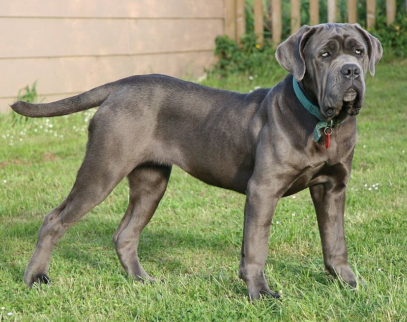The biggest surprises about giant dog breeds usually happen after adoption 13 Neapolitan Mastiff