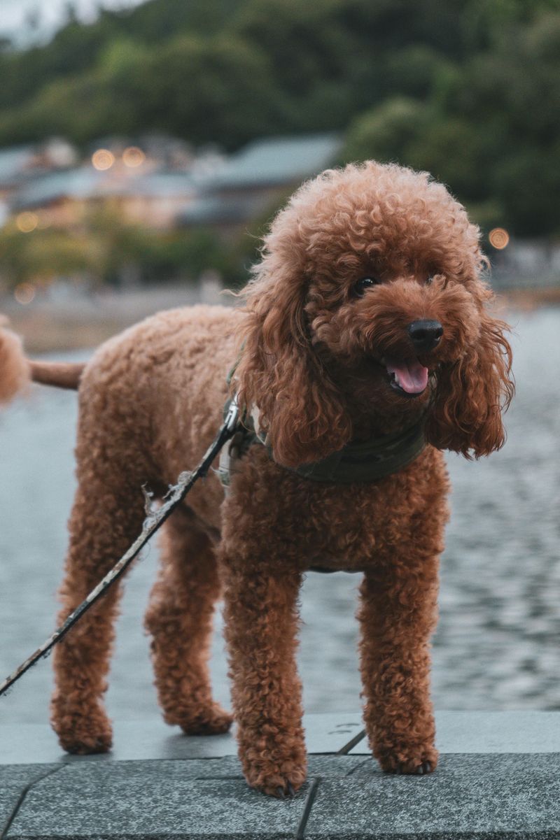 Poodle