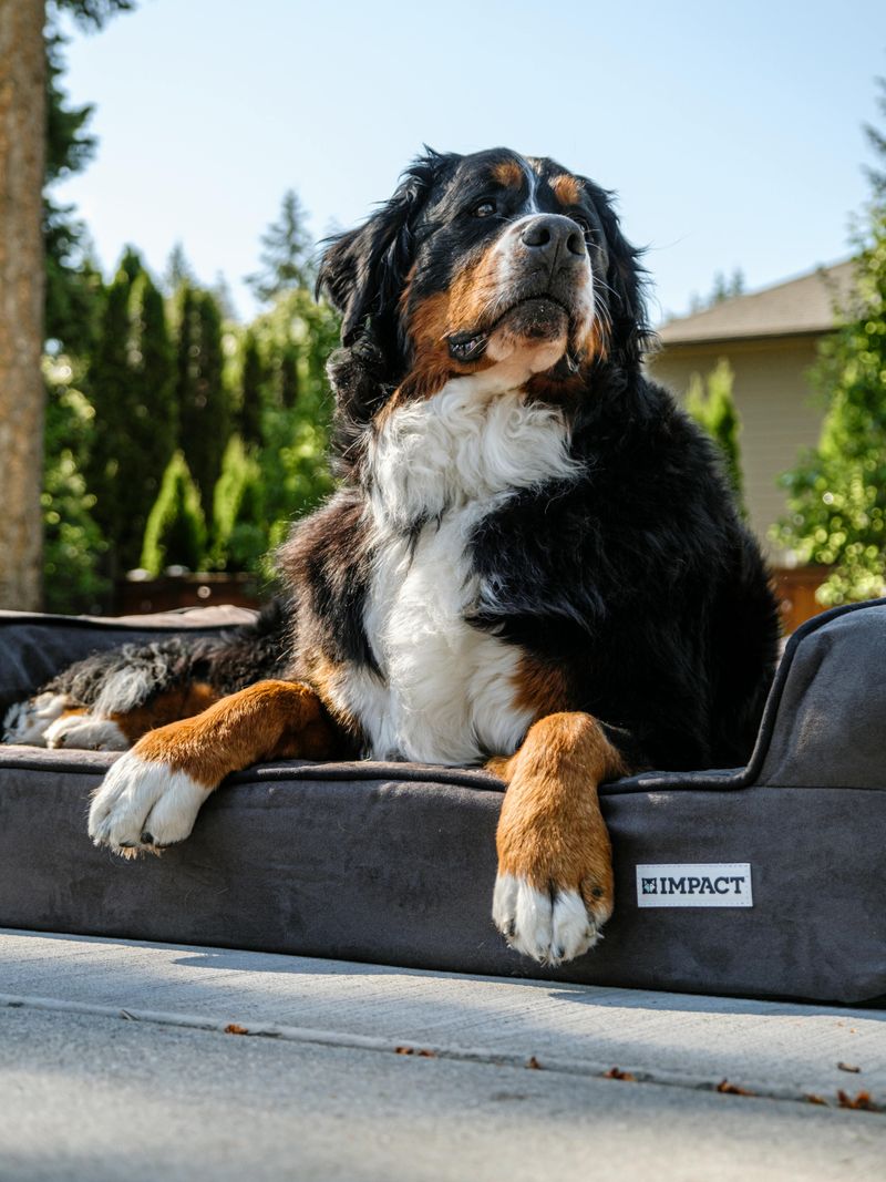 Where Outdoor Dogs Prefer to Sleep: 19 Safe and Cozy Options 13 Inside a Kennel Crate Placed Outdoors