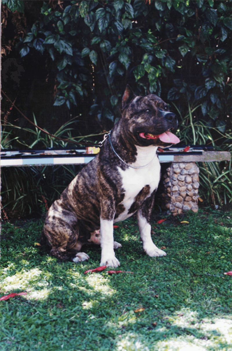 American Staffordshire Terrier