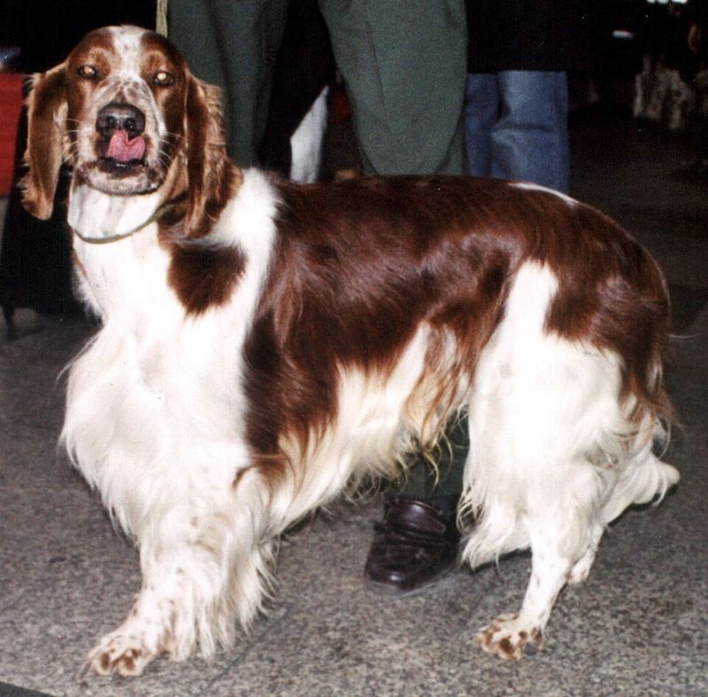 Welsh Springer Spaniel