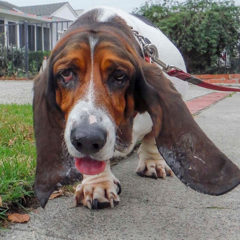 Basset Hound