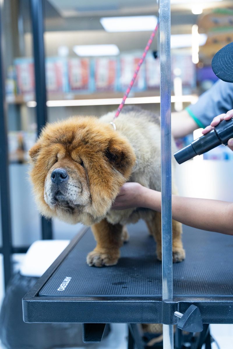 Chow Chow