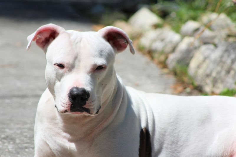 16 Powerful Dog Breeds That Carry a Bold and Fearsome Reputation 10 Dogo Argentino