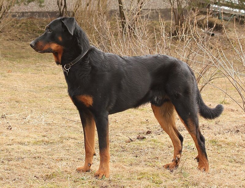 Give these 11 dog breeds a real job, and they'll amaze you every single day 12 Beauceron