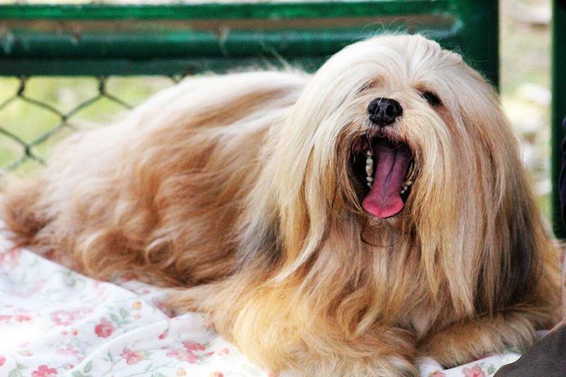 13 calm companion dogs that bring comfort, routine, and joy in your 70s 14 Lhasa Apso