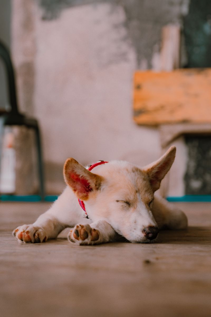 These 10 changes in behavior could be your dog's way of asking for help 9 Sleeping much more than usual