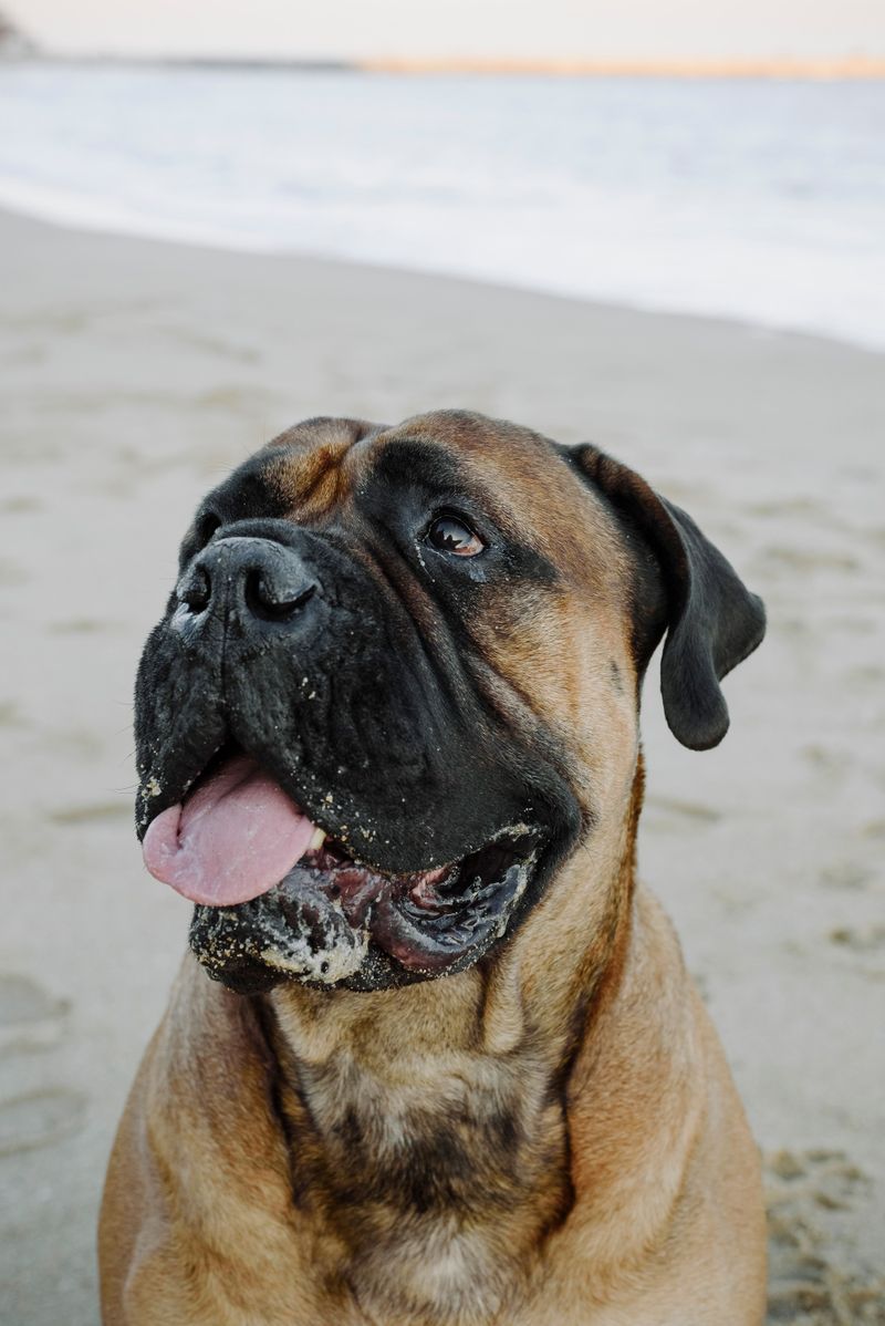 Guard dog instincts run deep in these 10 loyal, family-protective breeds 4 Bullmastiff