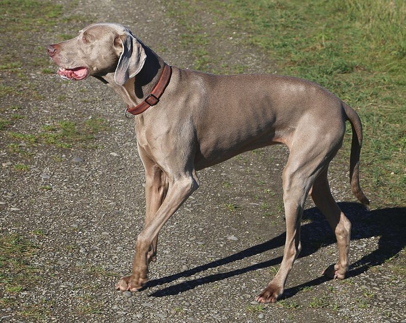 Weimaraner