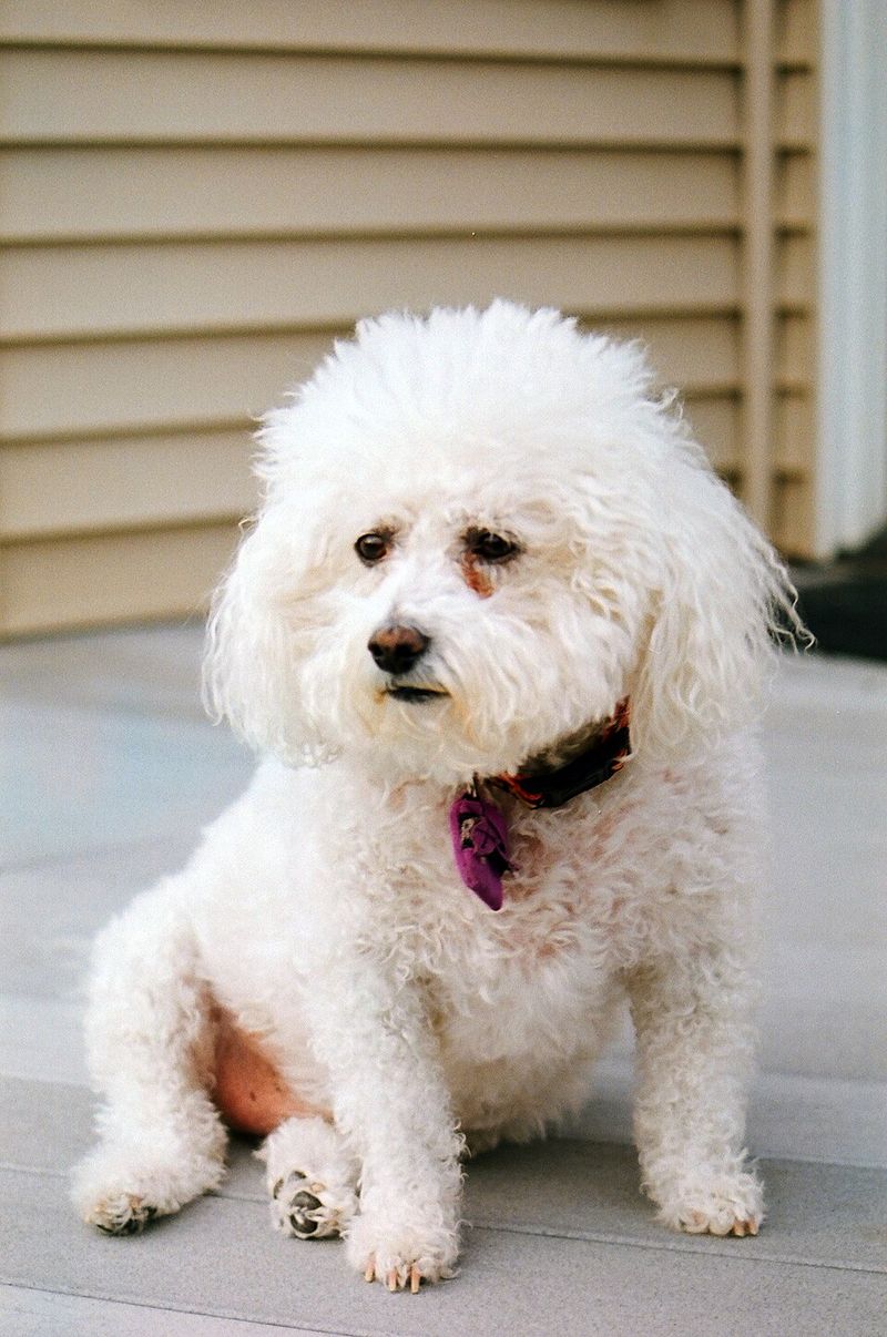 18 dog breeds that quietly compete for your attention every day 19 Bichon Frise