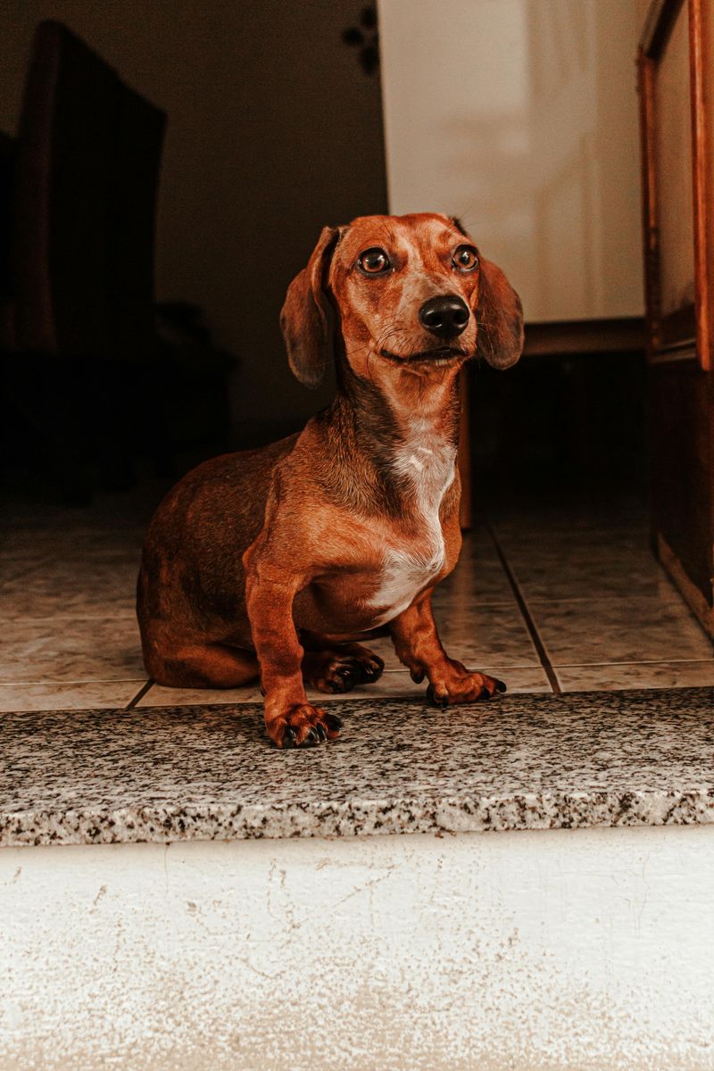 8 Exceptionally Well-Behaved Dog Breeds (And 8 That Are Far More Challenging) 14 Dachshund