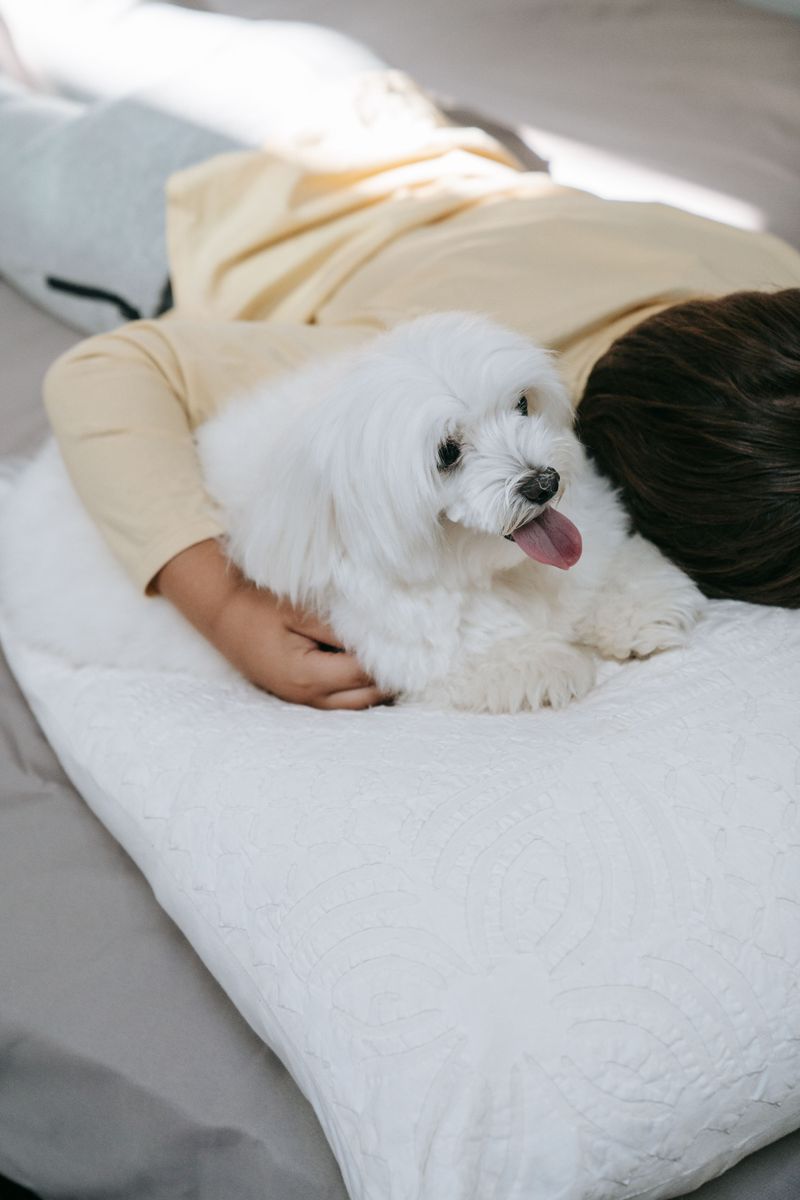 A Maltese may steal your heart - but these 10 realities come with the package 4 They crave constant companionship