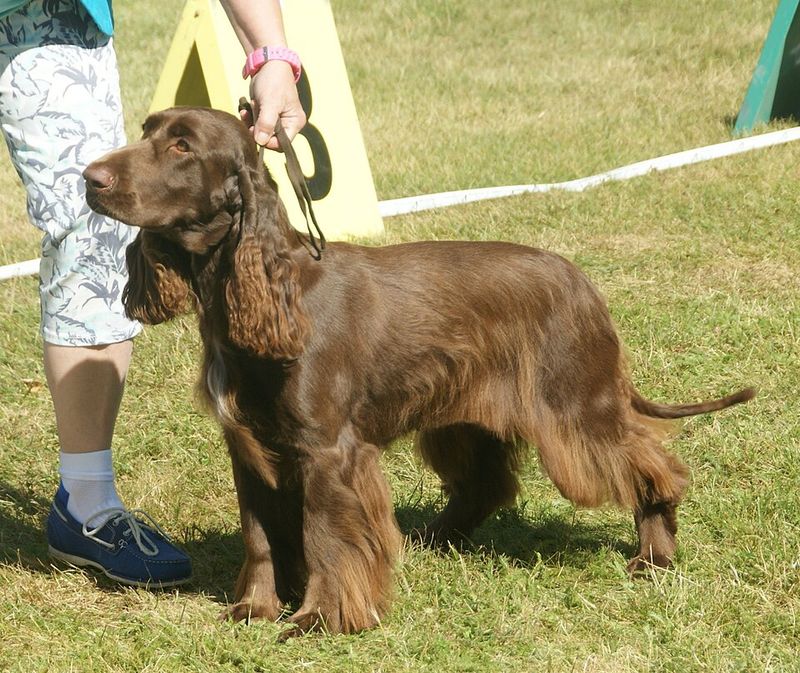 Field Spaniel