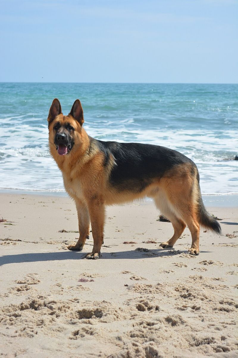 11 sensitive dogs that may absorb more household tension than owners expect - and 3 that remain remarkably steady 12 German Shepherd