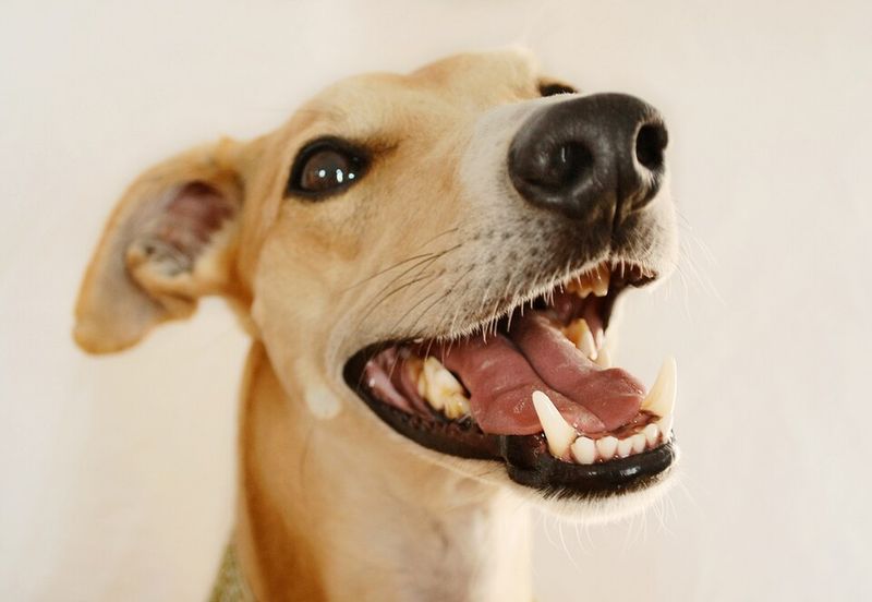 26 Dog Breeds Recognized for Their Unmistakable Vocalizations 13 Whippet