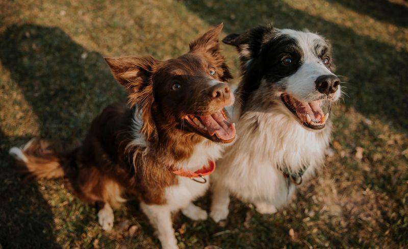 Some dog breeds recover quickly because resilience is simply part of who they are 4 Border Collie