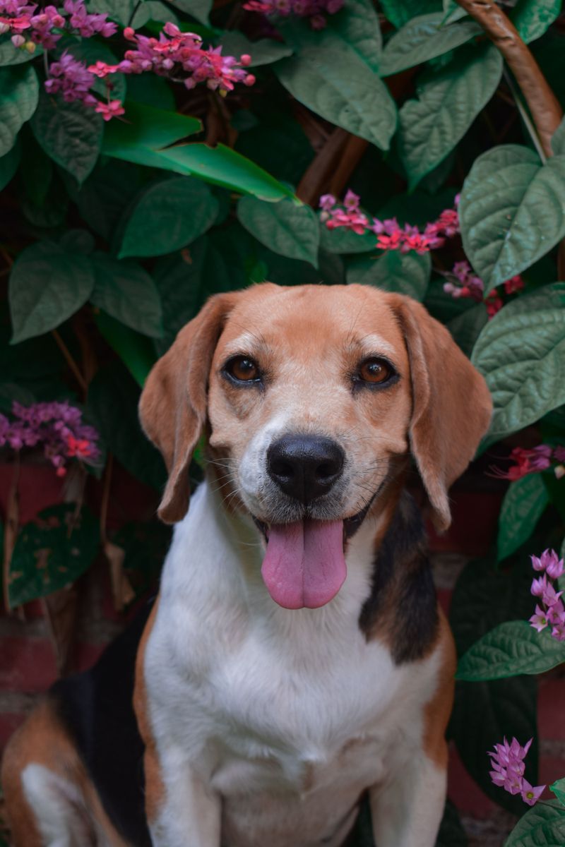10 low-maintenance dog breeds - plus 4 whose beautiful coats come with a catch 2 Beagle