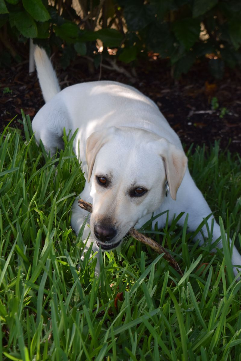Some dogs lose interest after a few throws - These breeds are often ready for another 2 Labrador Retriever